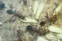 Myrmecia pavida