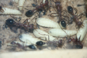 Myrmecia pavida