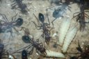 Myrmecia pavida