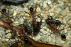 Myrmecia pavida