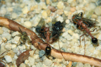 Myrmecia pavida