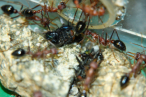 Myrmecia pavida