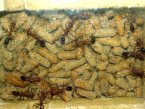 Myrmecia pavida