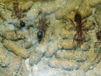 Myrmecia pavida