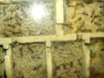 Myrmecia pavida