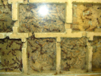 Myrmecia pavida