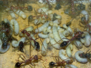 Myrmecia pavida