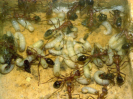 Myrmecia pavida