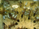 Myrmecia pavida
