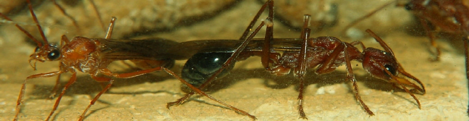 Myrmecia pavida