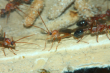 Myrmecia pavida