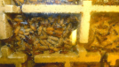 Myrmecia pavida