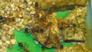 Myrmecia pavida