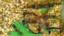 Myrmecia pavida