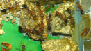 Myrmecia pavida