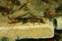 Myrmecia pavida