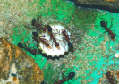 Myrmecia pavida