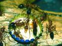 Myrmecia pavida