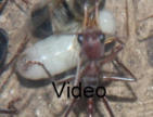 Myrmecia pavida Video