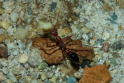 Myrmecia pavida