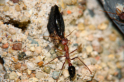 Myrmecia pavida