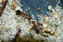 Myrmecia pavida