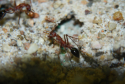 Myrmecia pavida