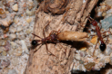 Myrmecia pavida