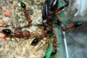 Myrmecia pavida