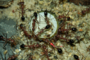 Myrmecia pavida