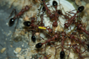 Myrmecia pavida Jungköniginnen