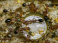 Myrmecia pavida