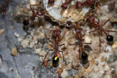 Myrmecia pavida
