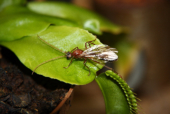 Myrmecia pavida