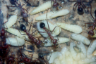 Myrmecia pavida