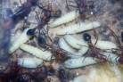 Myrmecia pavida