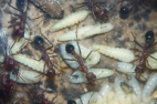 Myrmecia pavida