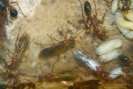 Myrmecia pavida