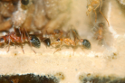 Myrmecia pavida
