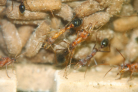 Myrmecia pavida