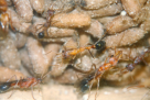 Myrmecia pavida