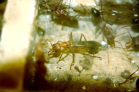 Myrmecia pavida Jungkönigin