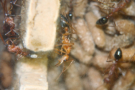 Myrmecia pavida
