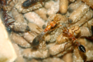 Myrmecia pavida Königin