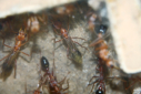 Myrmecia pavida