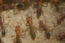 Myrmecia pavida