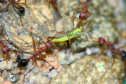 Myrmecia pavida