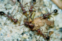 Myrmecia pavida