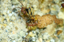 Myrmecia pavida