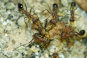 Myrmecia pavida